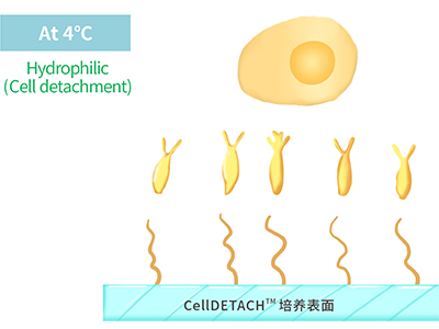 4℃時，溫敏聚合物涂層為高分子伸直狀態(tài)，表現(xiàn)為親水性，利于貼壁細(xì)胞的脫落