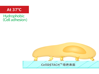 37℃時，溫敏聚合物涂層為高分子卷縮狀態(tài)，表現(xiàn)為輕度疏水性，更有利于細(xì)胞的貼附