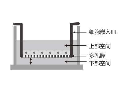 懸掛式設(shè)計(jì)，嵌入皿移細(xì)胞嵌入皿移動時單層細(xì)胞不受影響上部空間 ，還能防止培養(yǎng)液通過中毛細(xì)作用流失